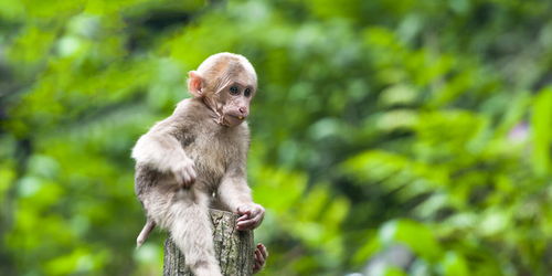 含园景房1晚 含免费wifi 不含早 出发 途牛